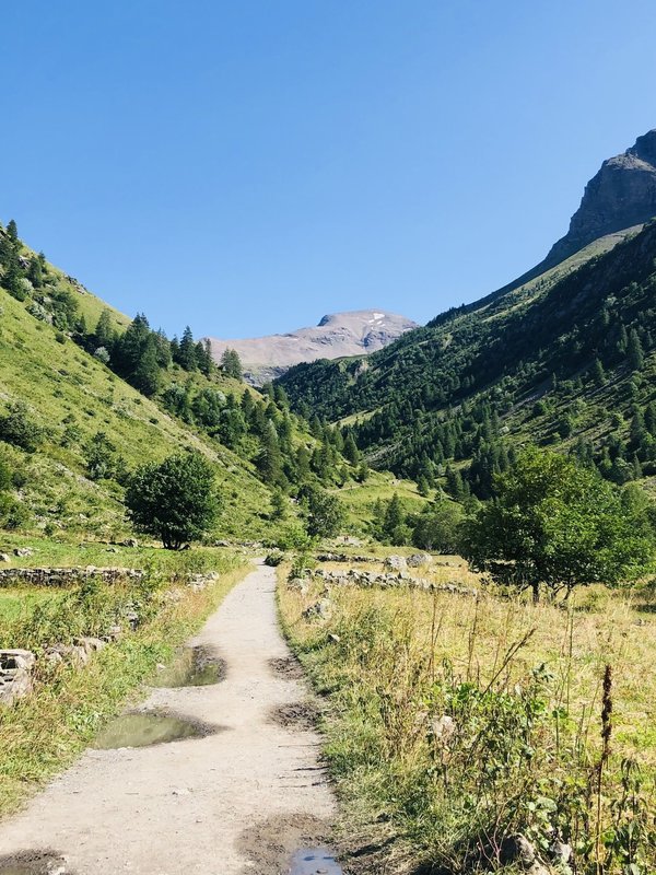 What Are the Best Natural Remedies for Ear Infections in Dogs?